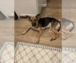 Small #2 German Shepherd Dog