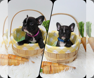 French Bulldog Puppy for sale in SANTA CLARITA, CA, USA