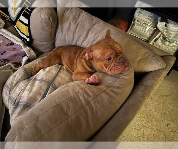 Medium Photo #2 Bulldog Puppy For Sale in New York, NY, USA
