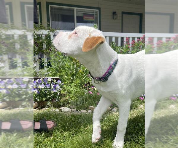 Medium Photo #3 American Pit Bull Terrier-Unknown Mix Puppy For Sale in MIDWAY, UT, USA