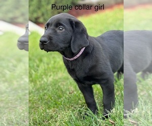 Labrador Retriever Puppy for Sale in KENOSHA, Wisconsin USA