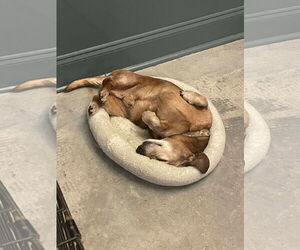 Mutt Dogs for adoption in Gulfport, MI, USA