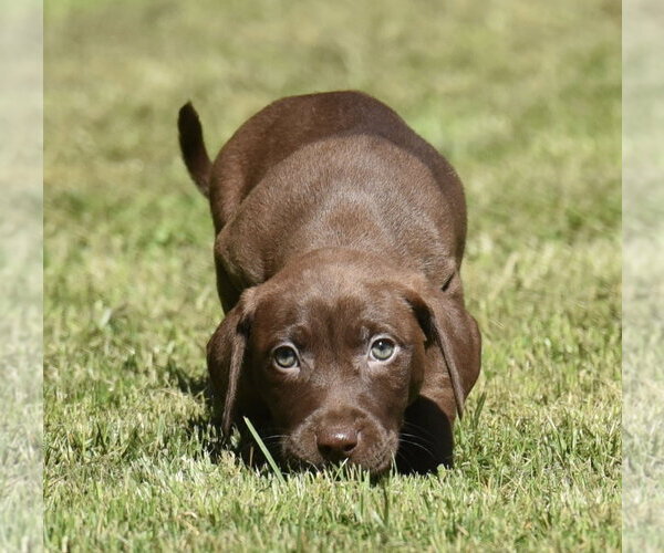 Medium Photo #5 Dachsador Puppy For Sale in Mechanicsburg, PA, USA