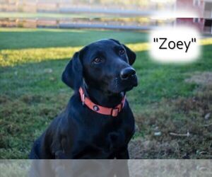 Mother of the Labrador Retriever puppies born on 08/18/2025