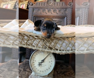 Dachshund Dog for Adoption in ROWLEY, Massachusetts USA