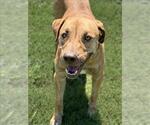 Small #1 American Pit Bull Terrier Mix