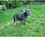 Small Photo #3 French Bulldog Puppy For Sale in SEATTLE, WA, USA