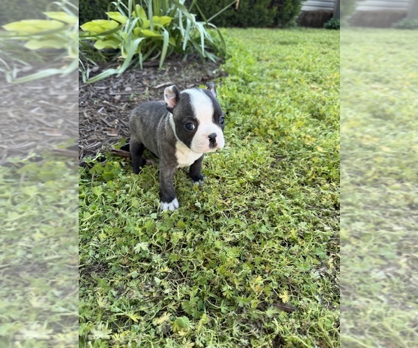 Medium Photo #7 Boston Terrier Puppy For Sale in FREDONIA, KS, USA