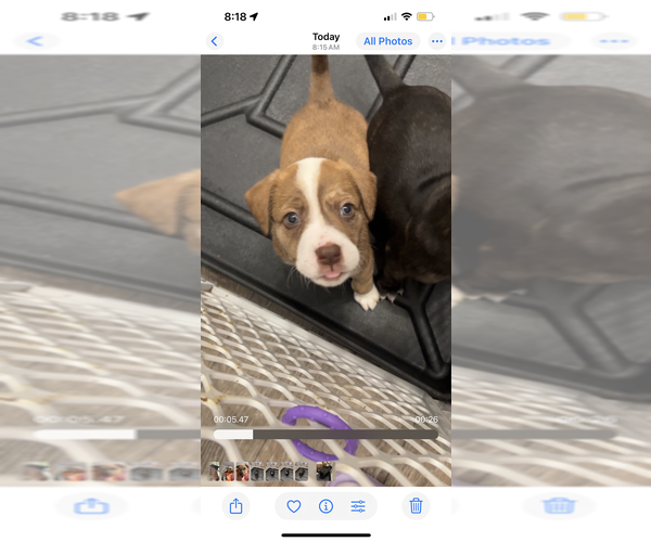 Medium Photo #3 Border-Aussie Puppy For Sale in Raleigh, NC, USA