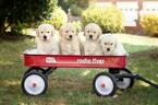 Small Photo #4 Golden Retriever Puppy For Sale in HICKORY, NC, USA