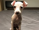 Small Photo #11 Italian Greyhound Puppy For Sale in BROOKLYN, NY, USA