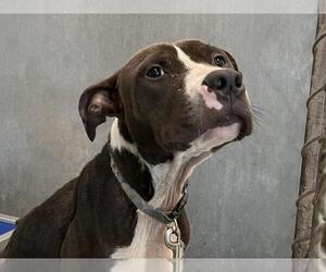 American Staffordshire Terrier-Unknown Mix Dogs for adoption in Tavares, FL, USA