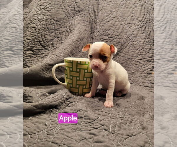 Medium Photo #2 Jack Chi Puppy For Sale in Aurora, IN, USA