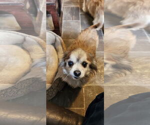 Markie - Male Cheeks Dog for Adoption - Photo #2