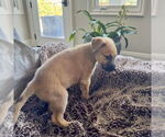 Small #6 Mutt