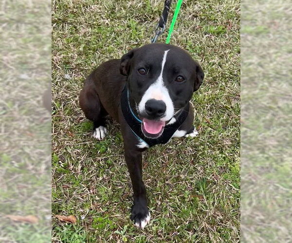 Medium Photo #2 Labrador Retriever-Unknown Mix Puppy For Sale in Tarrytown, GA, USA