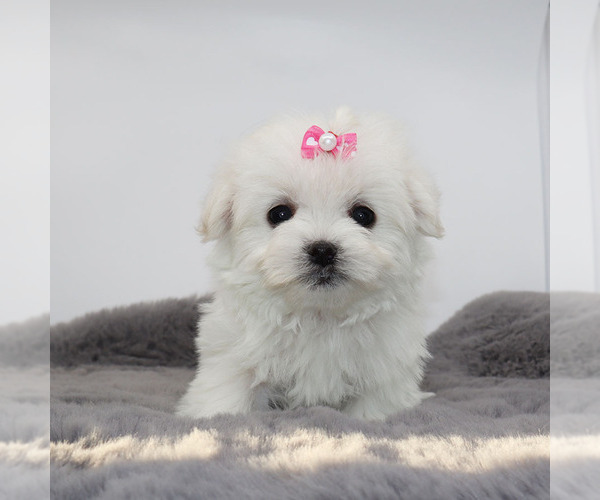 Medium Photo #3 Maltese Puppy For Sale in LOS ANGELES, CA, USA