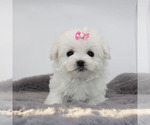 Small #2 Maltese