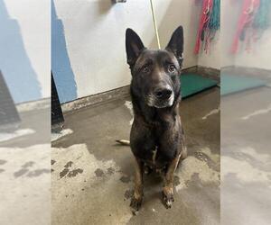 Mutt Dogs for adoption in Camarillo, CA, USA