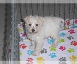 Small Photo #3 Schnoodle (Miniature) Puppy For Sale in ORO VALLEY, AZ, USA