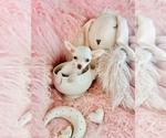 Hand delivery - Female Chihuahua Puppy for Sale - Photo #18
