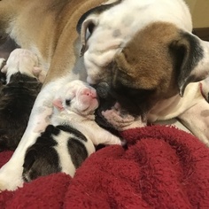 Mother of the English Bulldogge puppies born on 07/27/2017