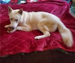 Small Photo #5 Siberian Husky Puppy For Sale in PELZER, SC, USA