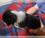 Small Photo #3 Pembroke Welsh Corgi Puppy For Sale in FALLS CITY, OR, USA