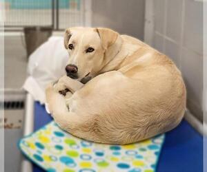 Labrador Retriever-Unknown Mix Dogs for adoption in Las Vegas, NV, USA