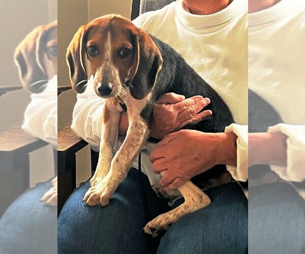 Medium Photo #4 Beagle Puppy For Sale in Columbus, OH, USA