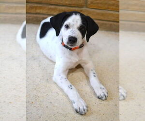 Great Pyrenees-Pointer Mix Dogs for adoption in Enfield, CT, USA