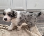 Small #27 Aussiedoodle
