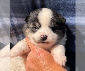 Pomsky Puppy for sale in SAVOY, MA, USA