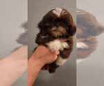 Small #5 Shih Tzu