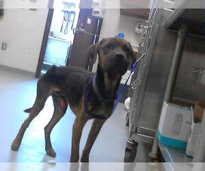 Plott Hound-Unknown Mix Dogs for adoption in Fayetteville, NC, USA