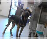 Small Plott Hound Mix