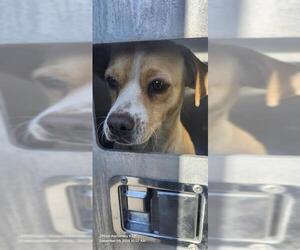 Chihuahua-Unknown Mix Dogs for adoption in San Antonio, TX, USA