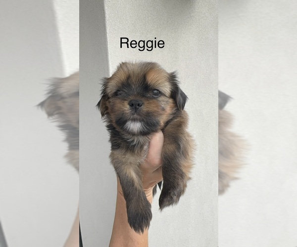 Medium Photo #2 Shorkie Tzu Puppy For Sale in COLORADO SPRINGS, CO, USA