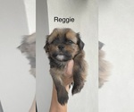 Small #1 Shorkie Tzu