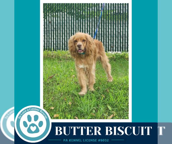 Medium Photo #2 Cocker Spaniel Puppy For Sale in Kimberton, PA, USA