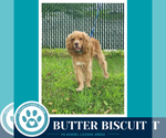 Small #1 Cocker Spaniel