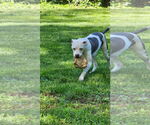 Small #5 American Pit Bull Terrier Mix