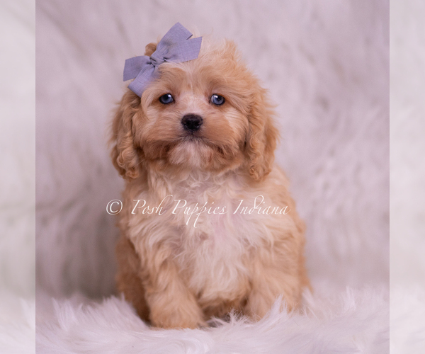 Medium Photo #2 Cavapoo (Miniature) Puppy For Sale in WARSAW, IN, USA