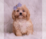 Small #1 Cavapoo (Miniature)