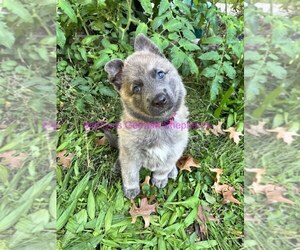 German Shepherd Dog Puppy for Sale in PIEDMONT, Missouri USA