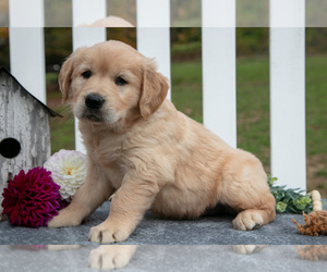 Medium Golden Retriever