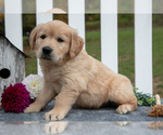 Puppy Ryder Golden Retriever
