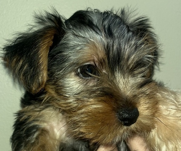 Medium Photo #2 Yorkshire Terrier Puppy For Sale in CHICAGO, IL, USA