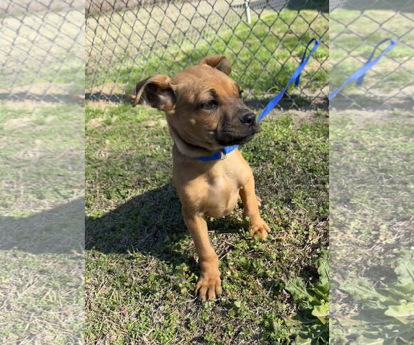 Medium Photo #3 Boxer-Unknown Mix Puppy For Sale in Tarrytown, GA, USA