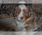 Small Photo #4 Miniature Australian Shepherd Puppy For Sale in WOODSTOCK, CT, USA